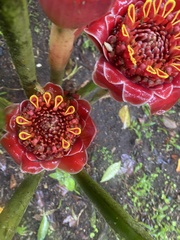 Etlingera elatior image