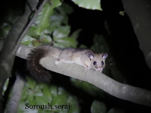 Iranian Fat Dormouse (Glis persicus) — Data Deficient Mammalia