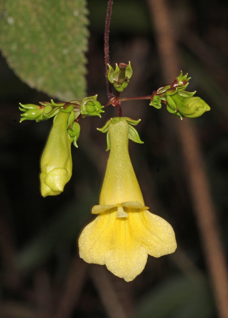 Didymocarpus sulphureus (Didymocarpus sulphureus)