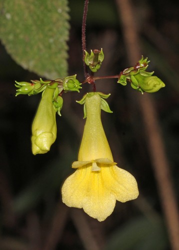 Didymocarpus sulphureus