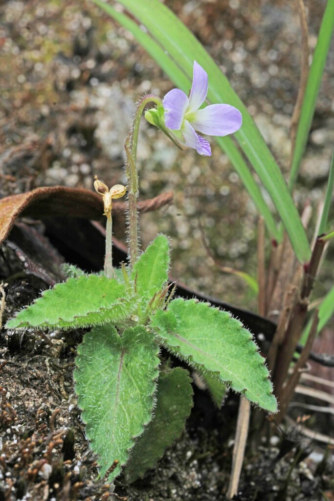 Viola yunnanensis (Viola yunnanensis)