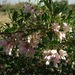 Halimodendron halodendron - Photo (c) Konstantin, todos los derechos reservados, uploaded by Konstantin