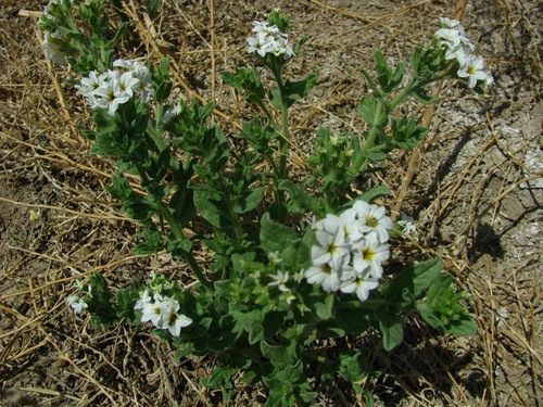 Siberian Sea-rosemary
