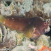 Starry Blenny - Photo (c) Tim Cameron, all rights reserved, uploaded by Tim Cameron
