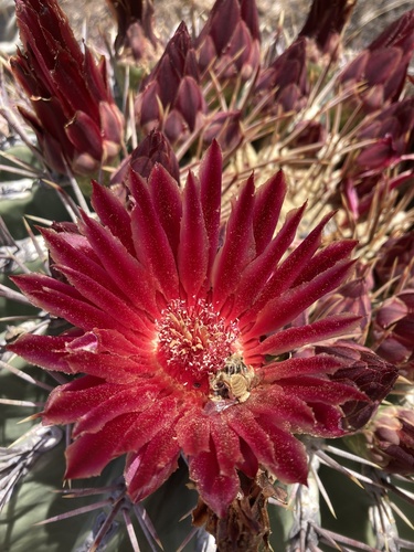 Emory's barrel cactus