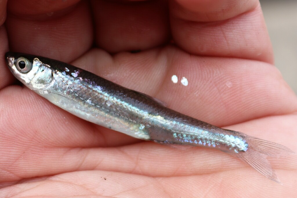 Rosyface Shiner in August 2023 by brandonh1 · iNaturalist