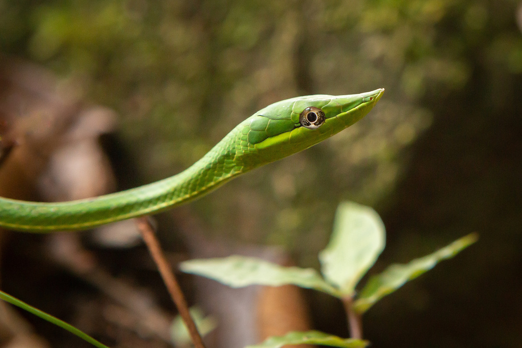 Green Vine Snake From Calle Amelia Denis De Icaza Calle Ancón, Panama 