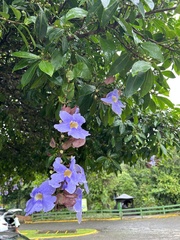 Thunbergia laurifolia image