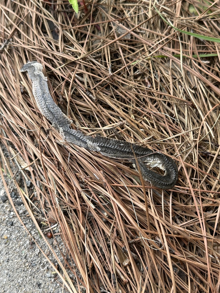 Colubrid Snakes From Roanoke Island, Manteo, NC, US On August 3, 2023 ...