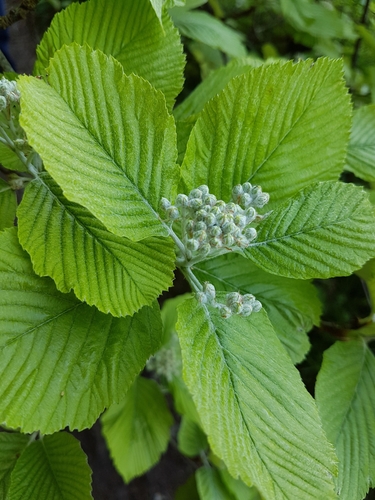 Whitebeam