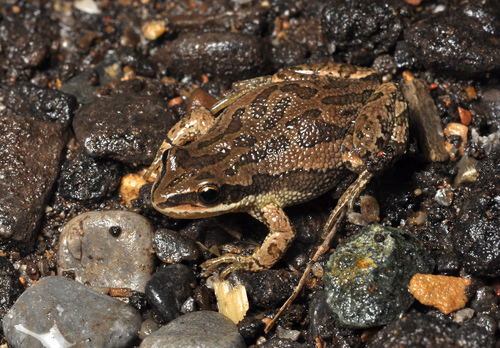 Boreal Chorus Frog