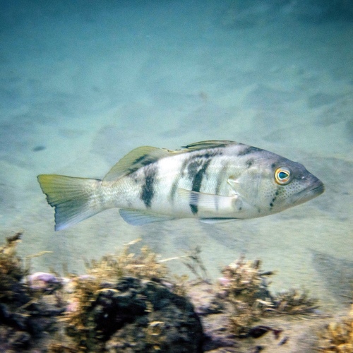 Barred Sand Bass