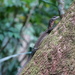 Peach-throated Monitor - Photo (c) Max Breckenridge, all rights reserved, uploaded by Max Breckenridge