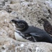 Pingüino de Galápagos - Photo (c) pandbmom, todos los derechos reservados