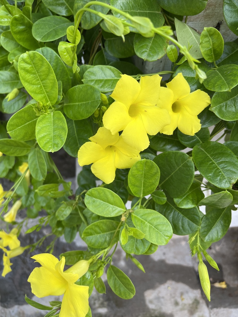 Hammock Viper'stail from JNU Campus Road, New Delhi, DL, IN on August 8, 2023 at 0850 AM by