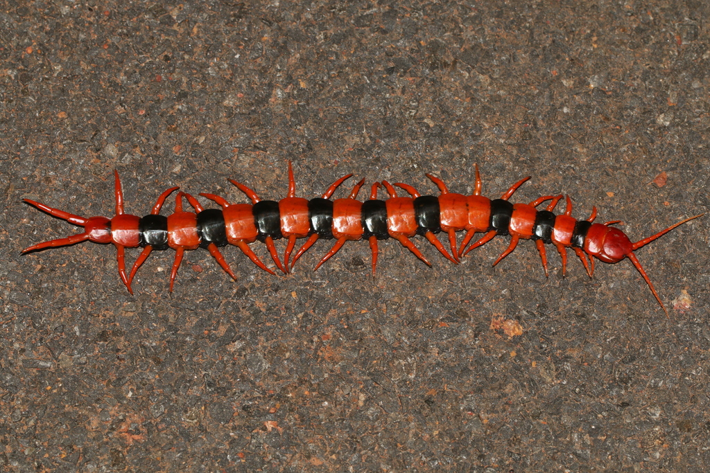 Indian Tiger Centipede in June 2016 by Prakrit Jain · iNaturalist