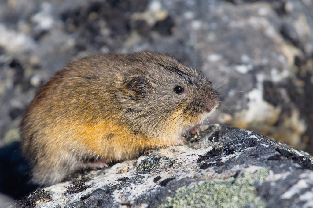 Lemming (Brown)