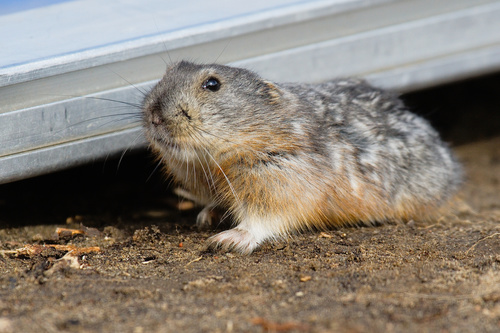 Northern Collared Lemming