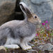 Arctic Hare - Photo (c) Don-Jean Leandri-Breton, all rights reserved, uploaded by Don-Jean Leandri-Breton