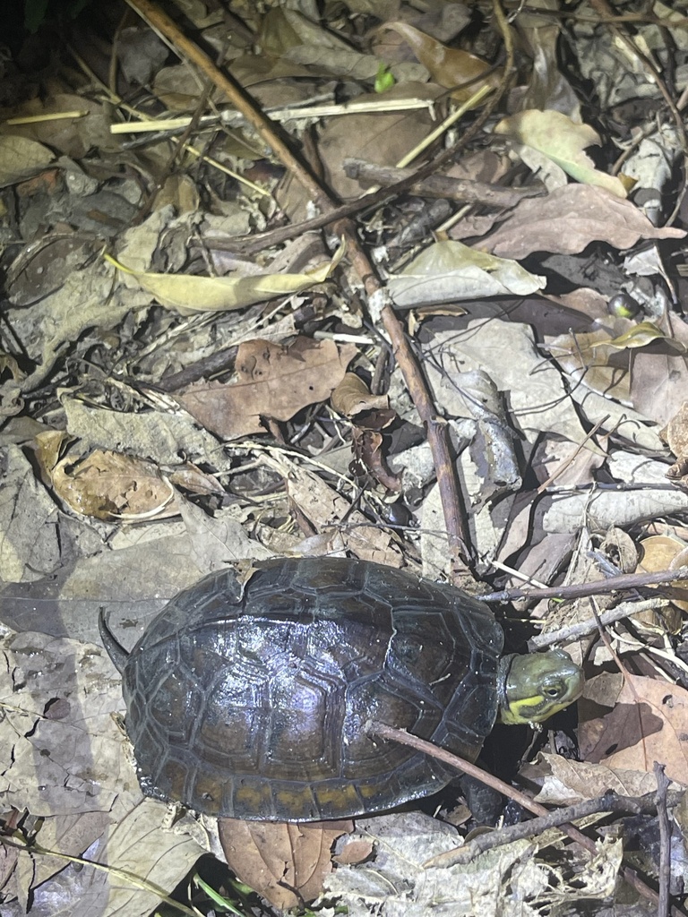 Yellow Pond Turtle in July 2023 by 刻托 · iNaturalist