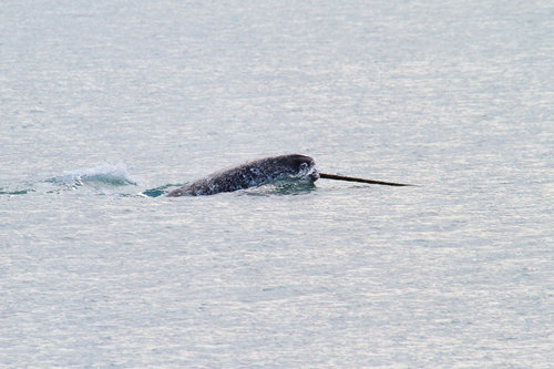 Narwhal