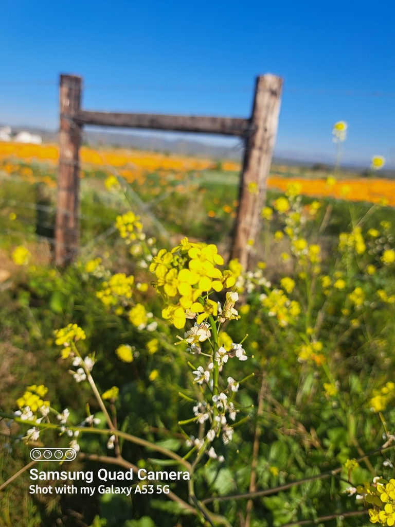 Black Mustard from Oudtshoorn Local Municipality, South Africa on