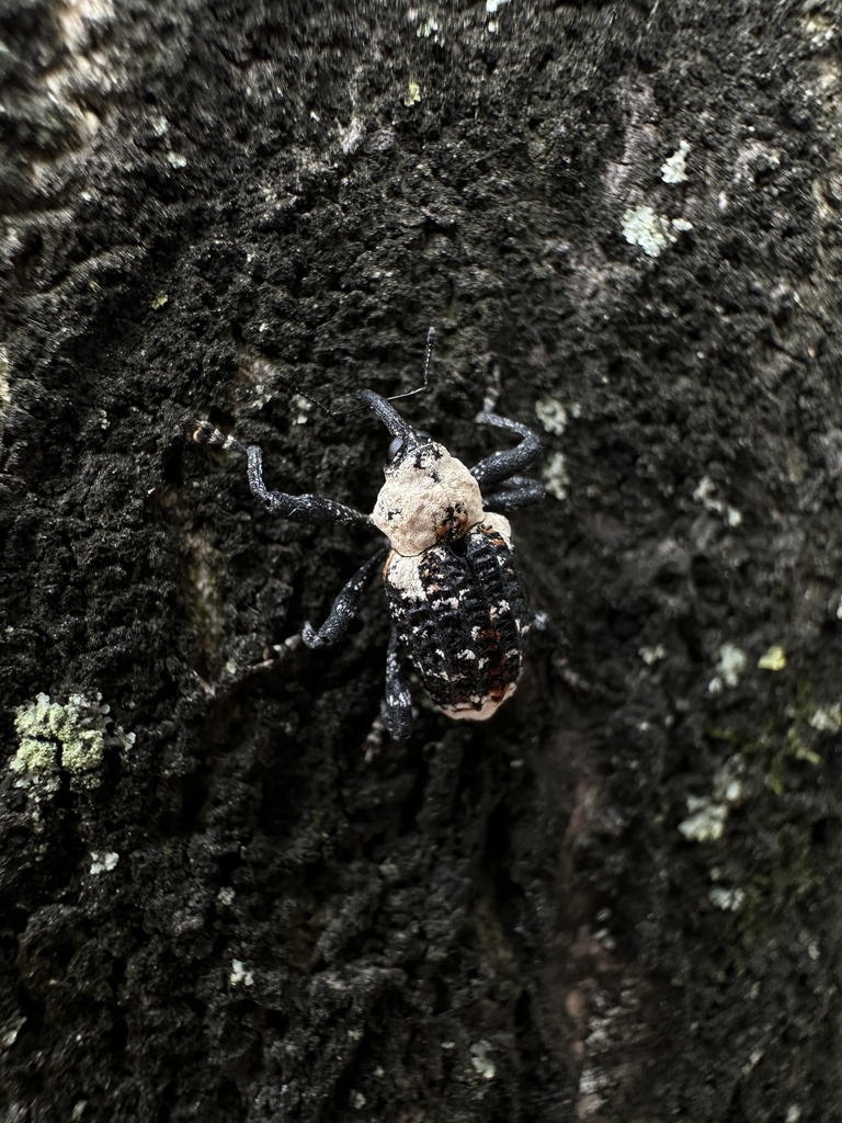 Eucryptorrhynchus brandti from 西北农林科技大学北校区, 咸阳市, 陕西省, CN on August 8 ...