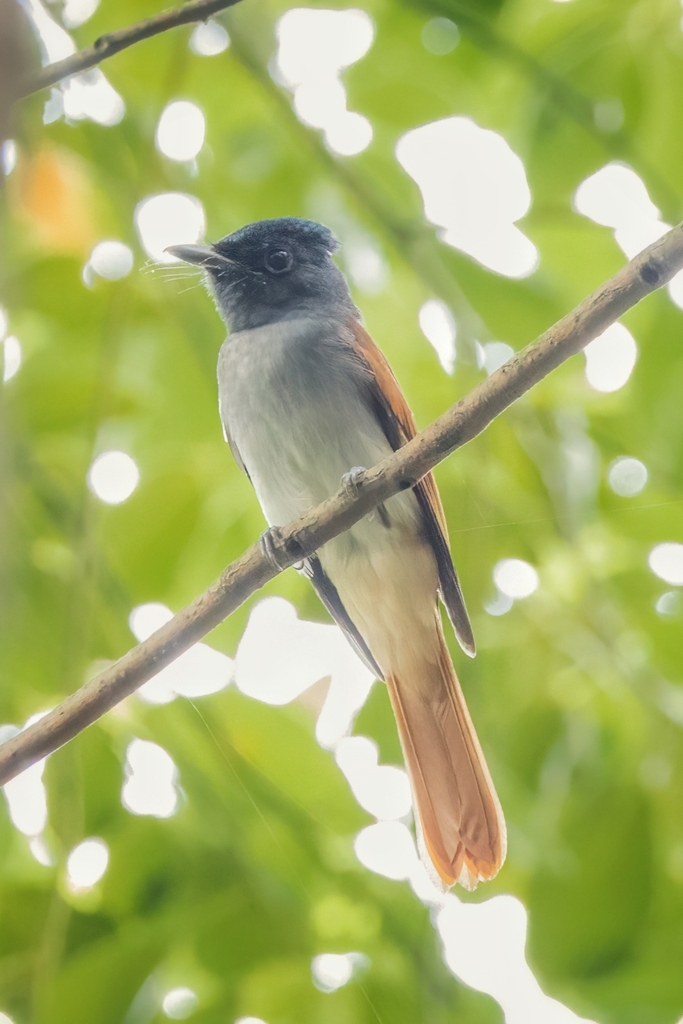 Amur Paradise-Flycatcher from Ningbo, CN-ZJ, CN on August 6, 2023 by ...