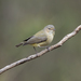 Weebill - Photo (c) Chris Burney, all rights reserved, uploaded by Chris Burney