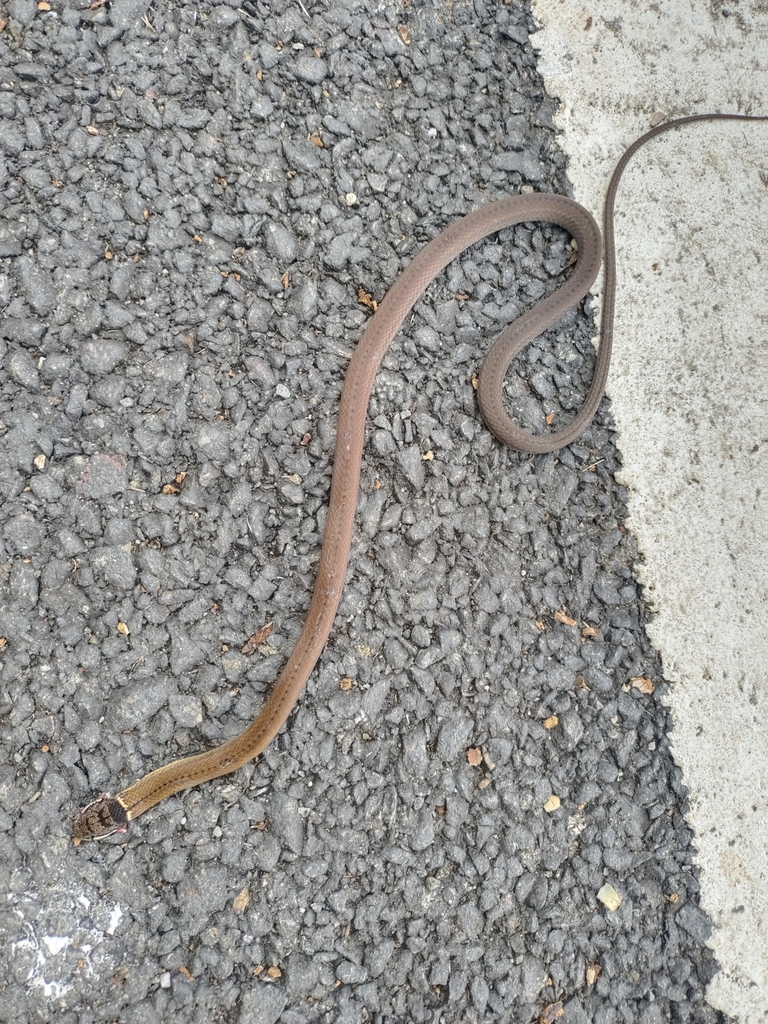 Collared Black-headed Snake from South Gola Range, Uttarakhand, India ...