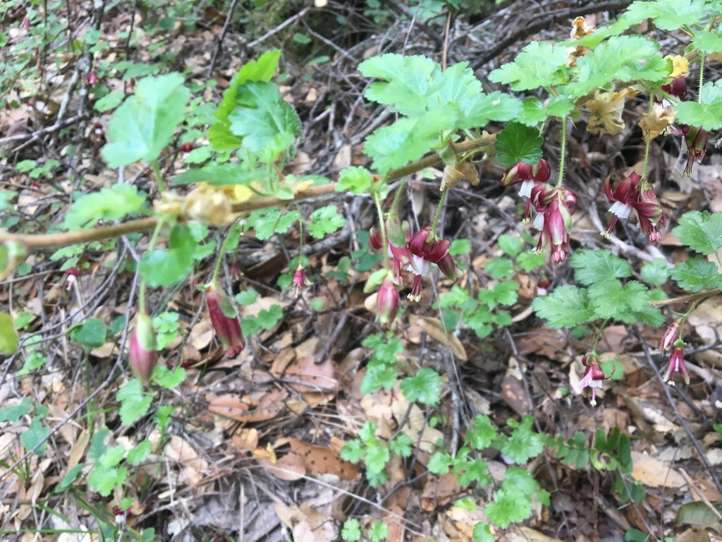 Santa Lucia Gooseberry from Monterey County, CA, USA on January 30 ...