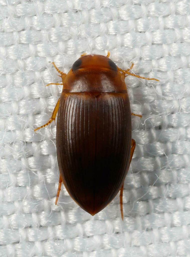 Copelatus caelatipennis from Orange County, USFL, US on May 19, 2023