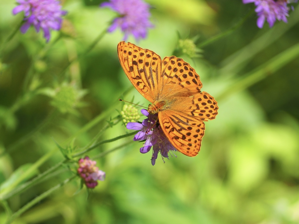 Silver-washed Fritillary from Kreisverordnung zum Schutze des Tertiären ...