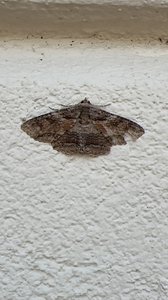 Lunate Zale Moth from Harriman on August 8, 2023 at 07:42 AM by Luke ...