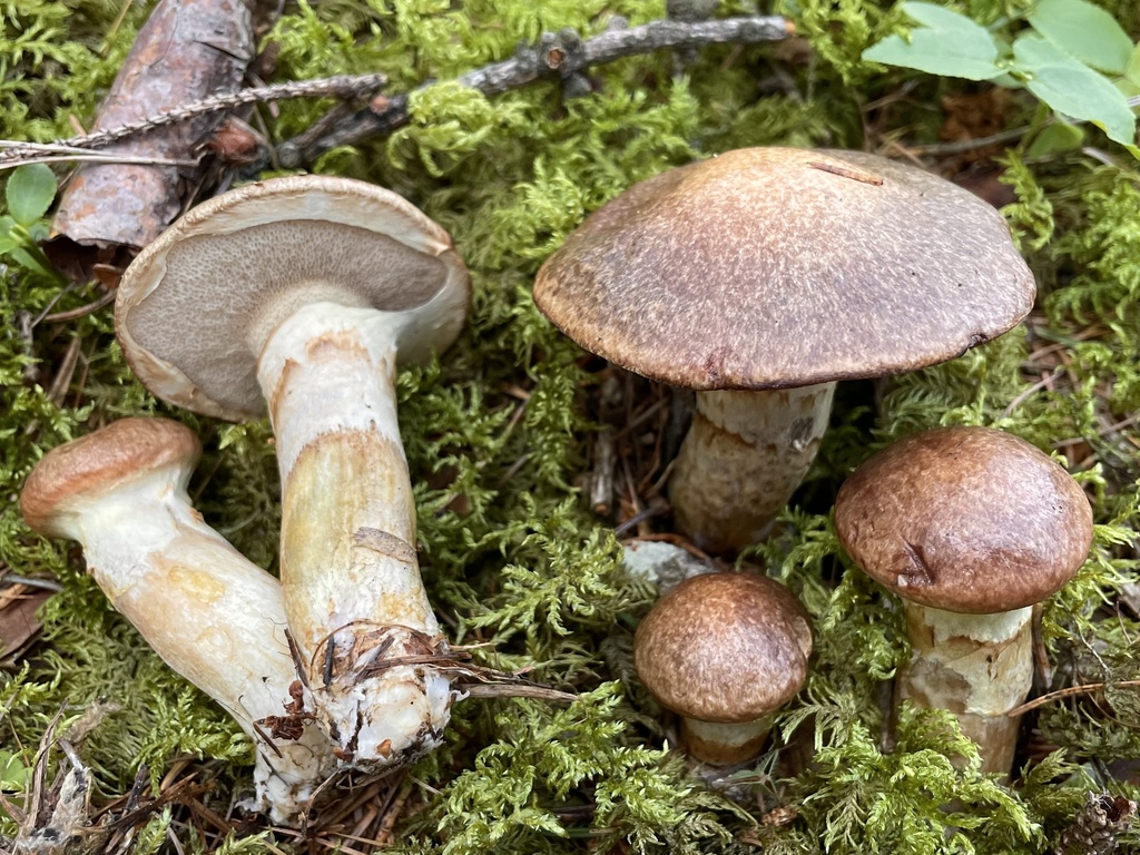 Suillus bresadolae from Via Irenberg, Falzes, Trentino-Alto Adige, IT ...