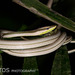 Striped Sharpnose Snake - Photo (c) Ben, all rights reserved, uploaded by Ben