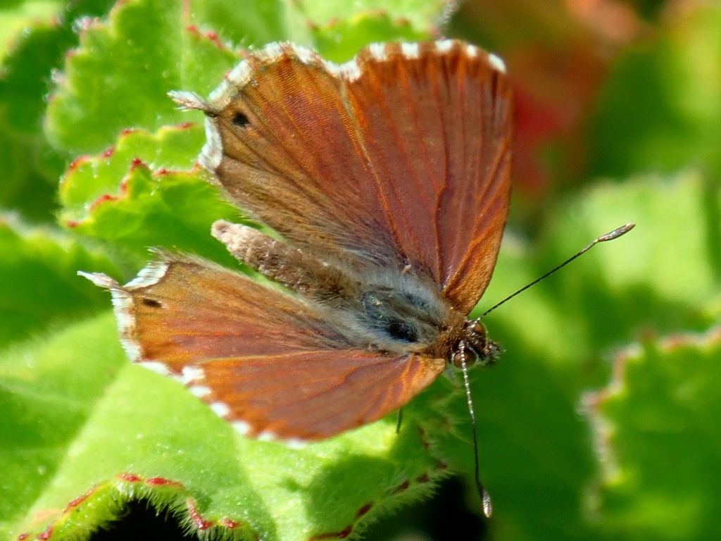 Water Geranium Bronze from Voorbaai, Hartenbos, Mossel Bay on August 7 ...