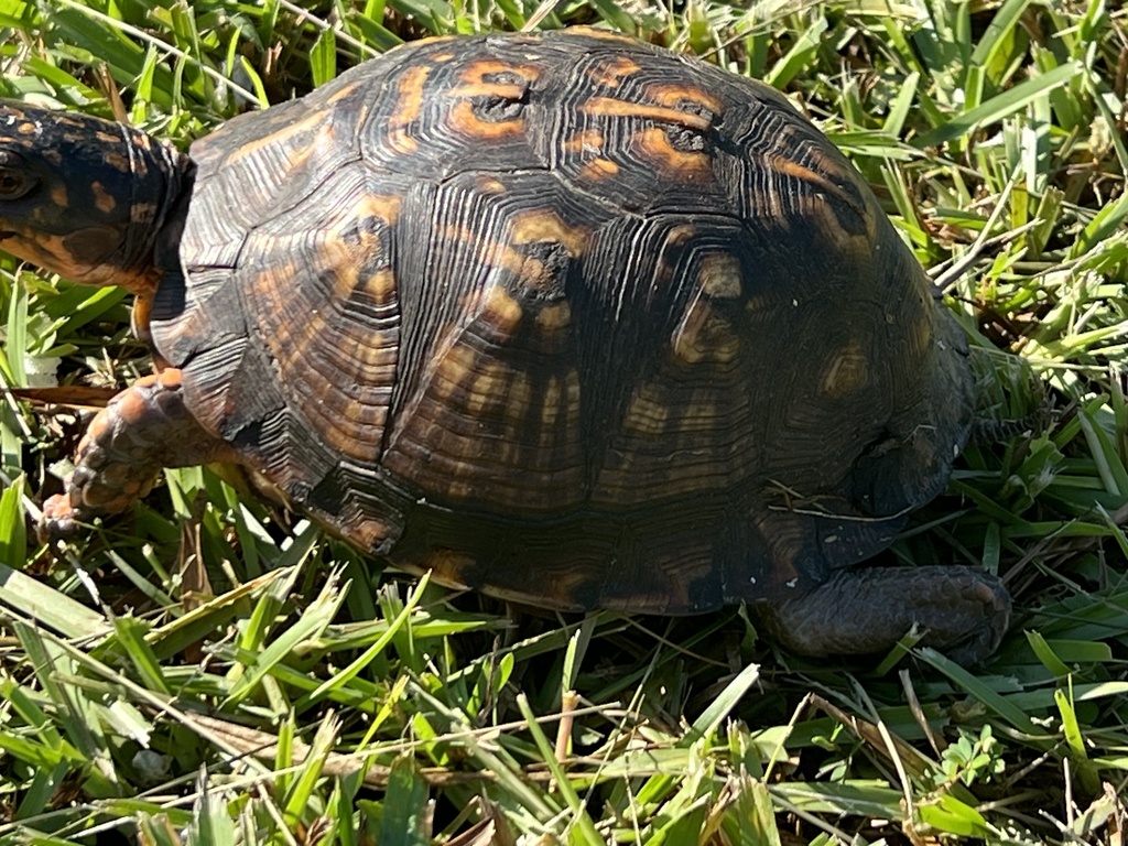 Eastern Box Turtle In August 2023 By Erin Corbin Frank INaturalist   Large 