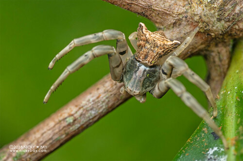 Cyriogonus triquetrus