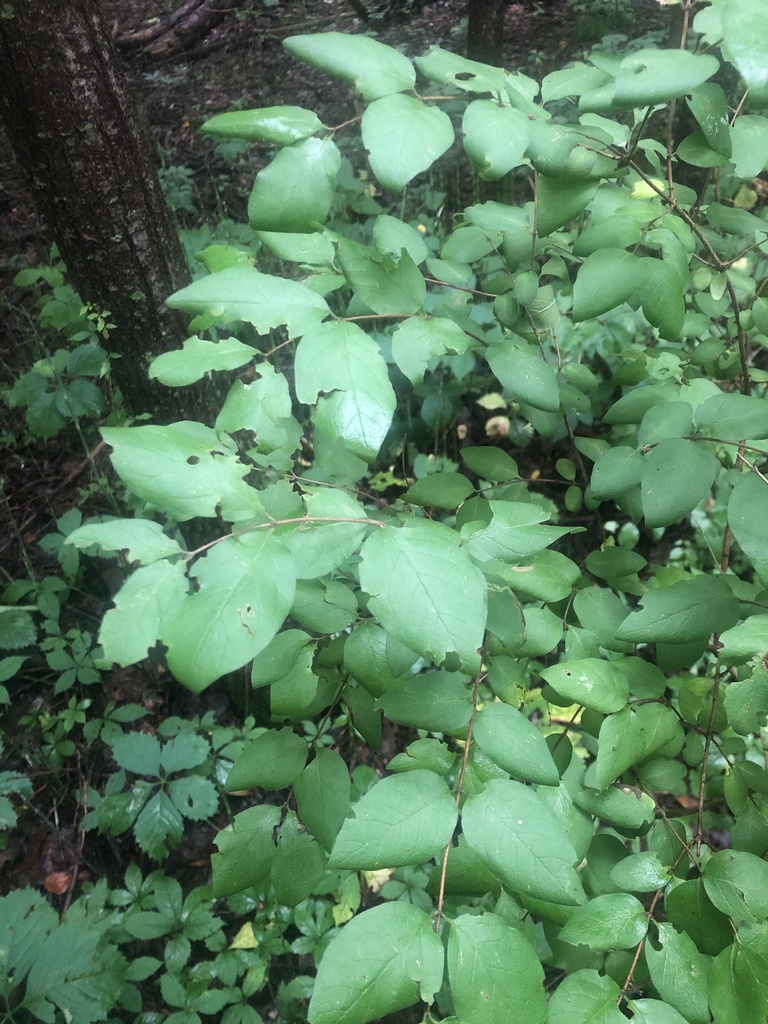 Morrow's honeysuckle from Indian Kill Nature Preserve, Schenectady, NY