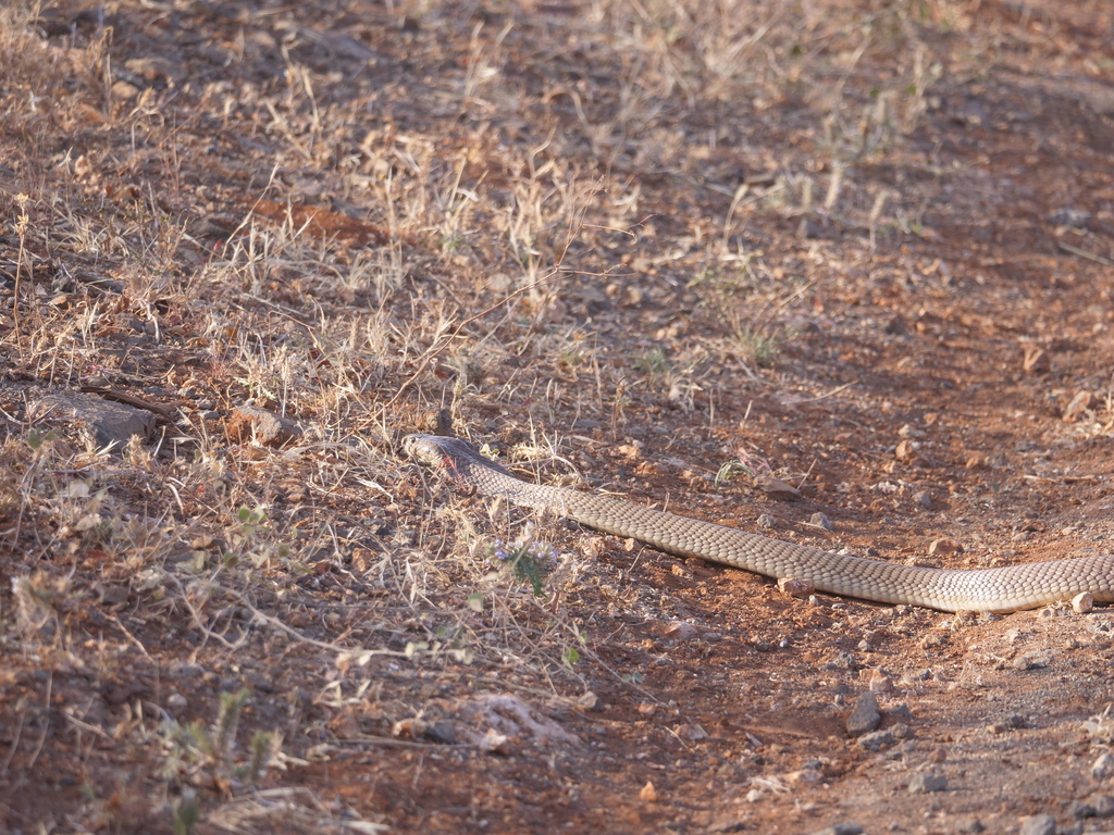 Ashe's Spitting Cobra from Meru N.n Park, Kenya on August 8, 2023 at 08 ...