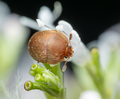 Cychramus luteus nuotrauka