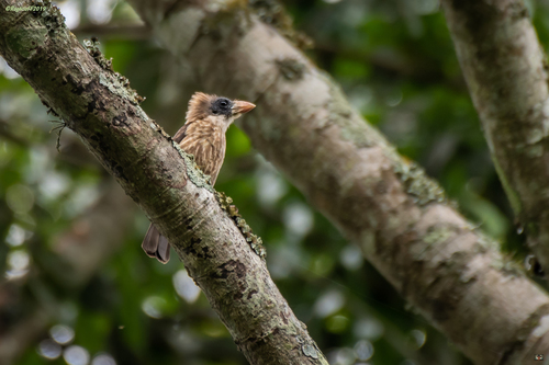 Naked-faced Barbet