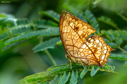 Square-winged Red Charaxes