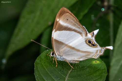 Neave's Banded Judy