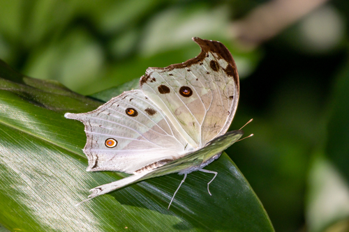 Common Mother-of-Pearl