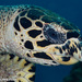 Hawksbill, Loggerhead, and Ridley Sea Turtles - Photo (c) Tim Cameron, all rights reserved, uploaded by Tim Cameron