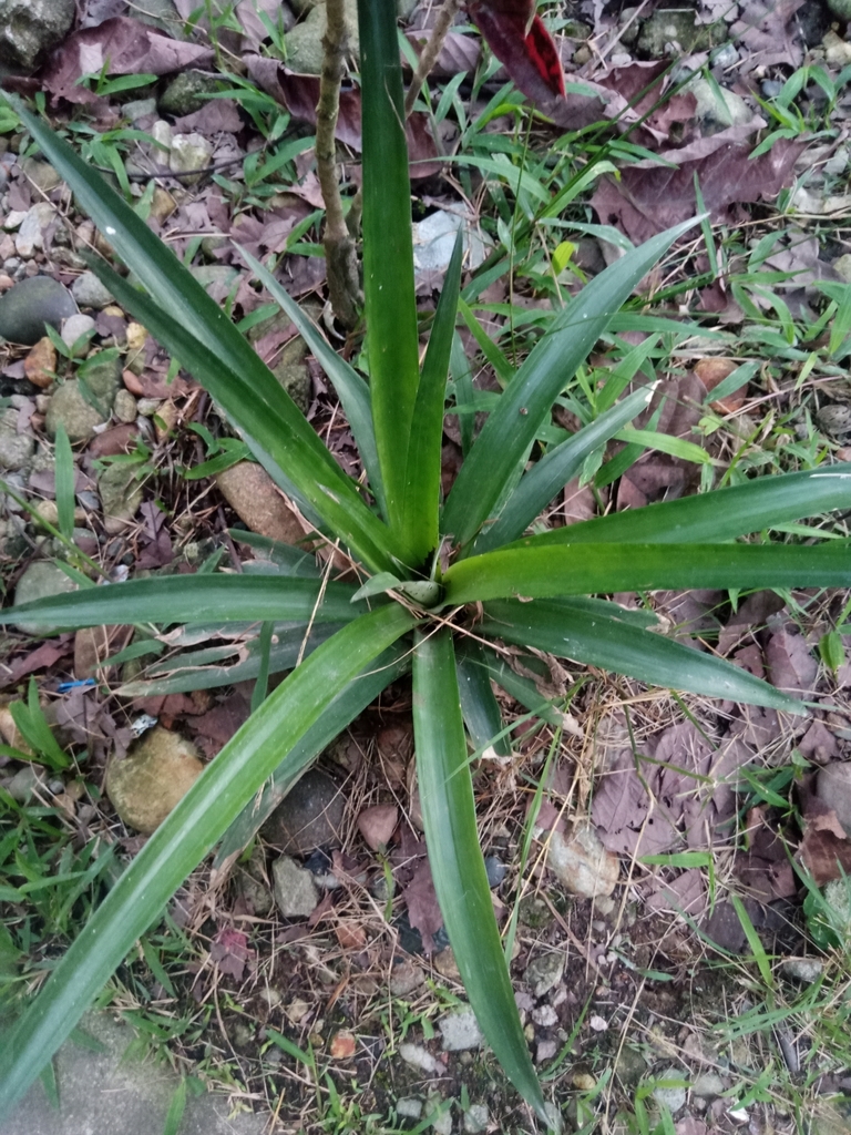 Agave gomezpompae (Cacayas-Agave)