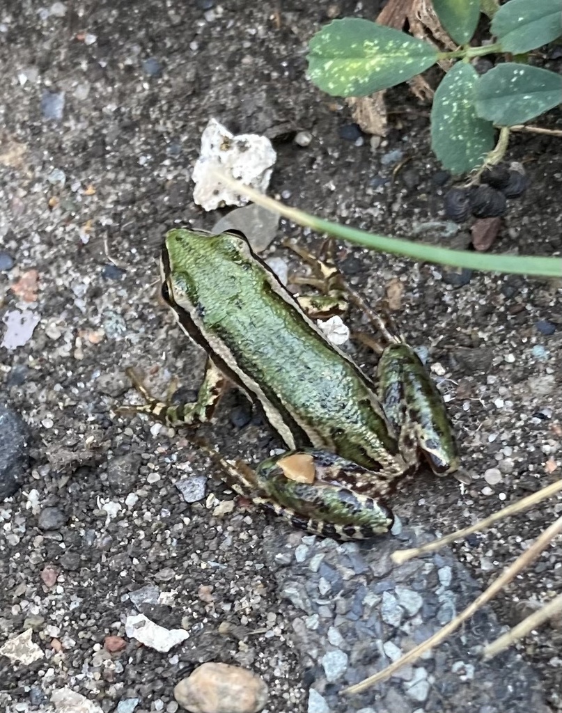 Boreal Chorus Frog from Second St SE, Fairfax, MN, US on August 8, 2023