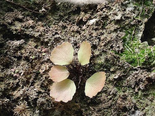 Adiantum parishii